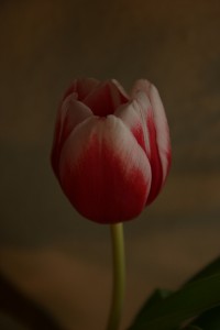 Tulpe