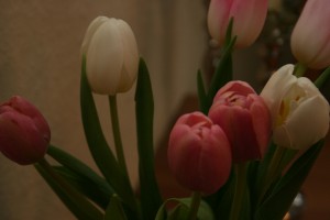 Tulpen