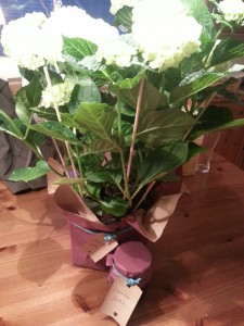 Geburtstagsgeschenk-ich-will-Sommer