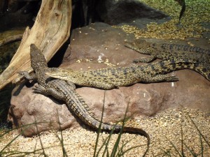 Krokos