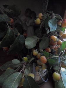 Zieräpfel2